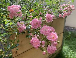The Fairy Polyantha Rose, Pink Rose
Shutterstock.com
New York, NY