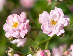 The Fairy Rose, Polyantha Rose, Pink Rose
Shutterstock.com
New York, NY
