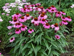 'the Fuchsia Is Bright' Coneflower, Echinacea Hybrid
Proven Winners
Sycamore, IL