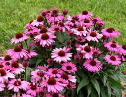 The Fuchsia Is Bright Coneflower, Echinacea Hybrid
Proven Winners
Sycamore, IL