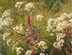 The Thoughtful Gardener, Jinny Blom
Jacqui Small
London, England