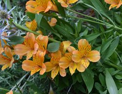 Third Harmonic Peruvian Lily, Alstroemeria
Millette Photomedia
