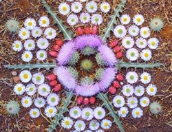 Thistlefleabane-Catus Fruit Sedona
Garden Design
Calimesa, CA