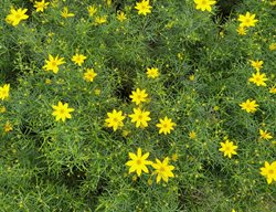 Threadleaf Coreopsis, Coreopsis Verticillata
Shutterstock.com
New York, NY