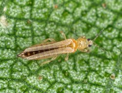 Thrips Insect, Thrips On Leaf
Shutterstock.com
New York, NY