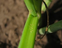 Thrips On Onion, Onion Thrips
Shutterstock.com
New York, NY