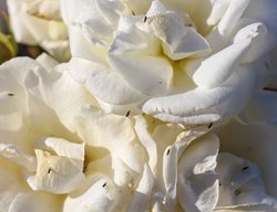 Thrips On Rose, Thrips Bugs
Shutterstock.com
New York, NY