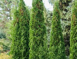 Thuja Occidentalis, Degroot’s Spire
Alamy Stock Photo
Brooklyn, NY
