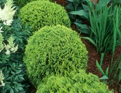 Thuja Occidentalis, Tiny Tim
GardenPhotos.com
Milford, PA