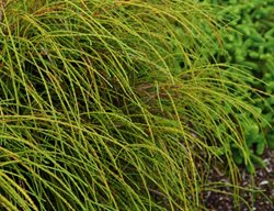 Thuja Plicata, Whipcord
Millette Photomedia
