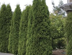 Thuja Smaragd, Arborvitae, Emerald Green
Millette Photomedia
