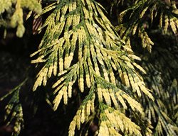 Thuja Zebrina, Variegated Arborvitae
Shutterstock.com
New York, NY