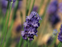 Thumbelina Leigh, Lavender Flower
Garden Design
Calimesa, CA