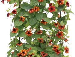 Thunbergia On Trellis
Proven Winners
Sycamore, IL