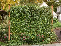 Thunbergia Wall, Vertical Gardening, Living Wall
Proven Winners
Sycamore, IL