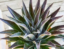 'thunderbird' Mangave
Proven Winners
Sycamore, IL