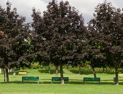 Thundercloud Plum, Purple Leaf Plum
Alamy Stock Photo
Brooklyn, NY