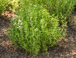 Thyme Plant
Shutterstock.com
New York, NY