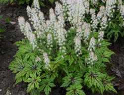 Tiarella Cutting Edge, Foamflower
Proven Winners
Sycamore, IL