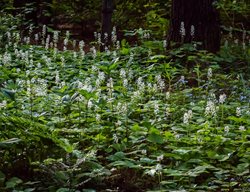 Tiarella Wherryi, Wherry's Foamflower
Millette Photomedia
