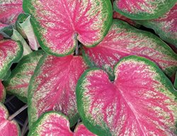 Tickle Me Pink Caladium, Tropical Plant, Pink And Green Leaf
Proven Winners
Sycamore, IL