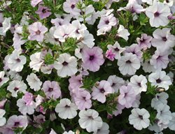 Tidal Wave, Silver Petunia
All-America Selections
Downers Grove, IL