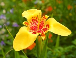 Tiger Flower, Tigridia Pavonia
Garden Design
Calimesa, CA