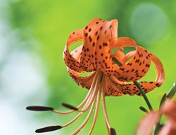 Tiger Lily, Lilium Lancifolium
Garden Design
Calimesa, CA