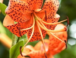 Tiger Lily, Lily Plant
Garden Design
Calimesa, CA