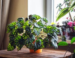 Tiger Paw Begonia, Houseplant
Shutterstock.com
New York, NY