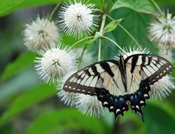 Tiger Swallowtail On Buttonbush
Shutterstock.com
New York, NY