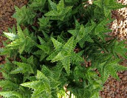 Tiger Tooth Aloe, Aloe Juvenna
Shutterstock.com
New York, NY