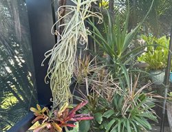 Tillandsa Duratii
Garden Design
Calimesa, CA