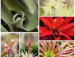 Tillandsia Collage
Garden Design
Calimesa, CA