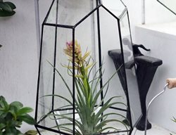 Tillandsia, Soilless Houseplant
Shutterstock.com
New York, NY