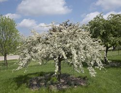 Tina Crabapple, Malus Sargentii 'tina', White Flowering Crabapple
Millette Photomedia
