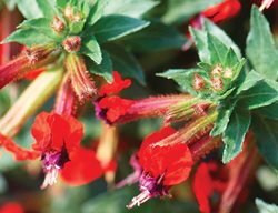 Tiny Mice Cuphea, Cuphea Flower, Hummingbird Flower
Proven Winners
Sycamore, IL