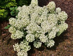 Tiny Quick Fire Hydrangea, Dwarf Hydrangea
Proven Winners
Sycamore, IL