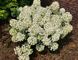Tiny Quick Fire Hydrangea, Hydrangea Paniculata
Proven Winners
Sycamore, IL