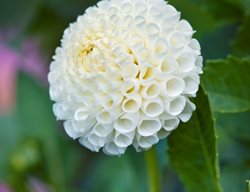 Tiny Treasure Dahlia, White Flower, Pompon Dahlia
Garden Design
Calimesa, CA