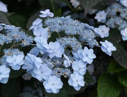 Tiny Tuff Stuff Hydrangea, Blue Hydrangea
Proven Winners
Sycamore, IL