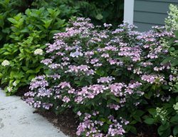 Tiny Tuff Stuff Hydrangea, Hydrangea Serrata
Proven Winners
Sycamore, IL