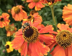 Tithonia Flowers With Bee
Garden Design
Calimesa, CA