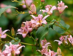 Toad Lily Plant, Tricyrtis
Garden Design
Calimesa, CA