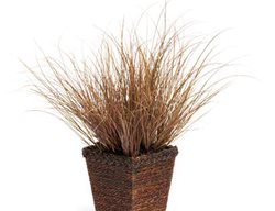 Toffee Twist Sedge, Grass, Carex 
Proven Winners
Sycamore, IL