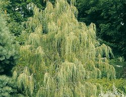 Tolleson's Blue Weeping Rocky Mountain Juniper, Juniper Tree, Rocky Mountain Juniper
Millette Photomedia
