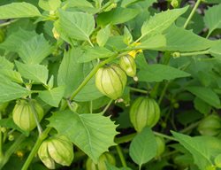 Tomatillo Plant, Growing Tomatillos
Shutterstock.com
New York, NY