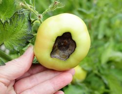 Tomato Blossom End Rot, Tomato Black End
Shutterstock.com
New York, NY