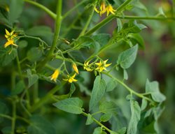 Tomato Blossoms, Tomato Flowers
Shutterstock.com
New York, NY
