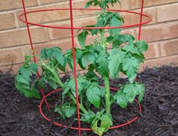 Tomato Cage
Shutterstock.com
New York, NY